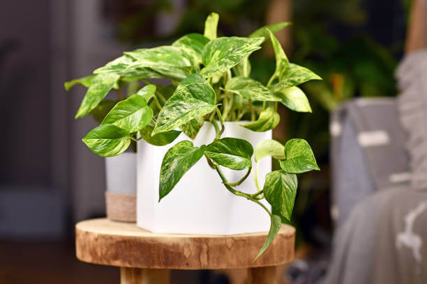 Devil's Ivy plant in a white pot on a wooden stool